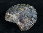 Arched Phacops Trilobite - Bumpy Shell #10600-3